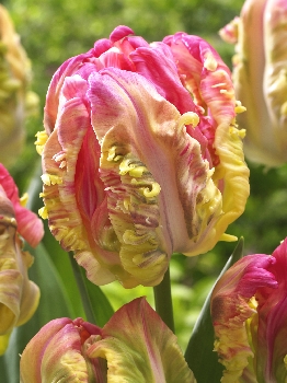 Tulipa Webers Parrot Spectrum